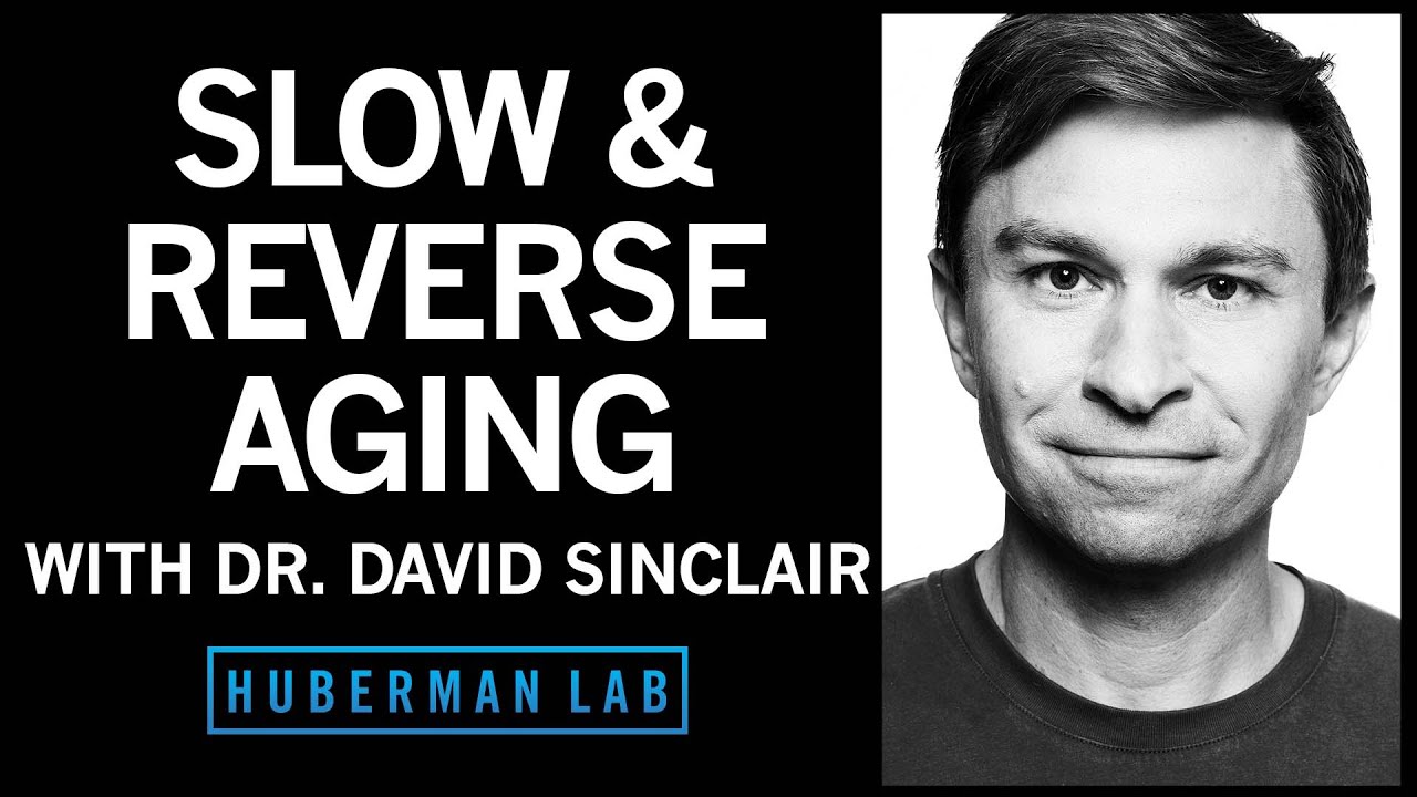 Featured image for “The Biology of Slowing & Reversing Aging – Dr. David Sinclair & Dr. Andrew Huberman”